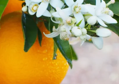 beautiful orange and orange blossoms on the tree