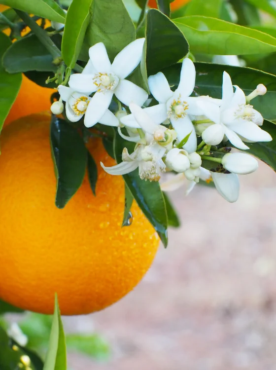 beautiful orange and orange blossoms on the tree