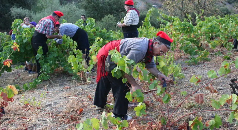 workers picking grapes in spain at a wine harvest